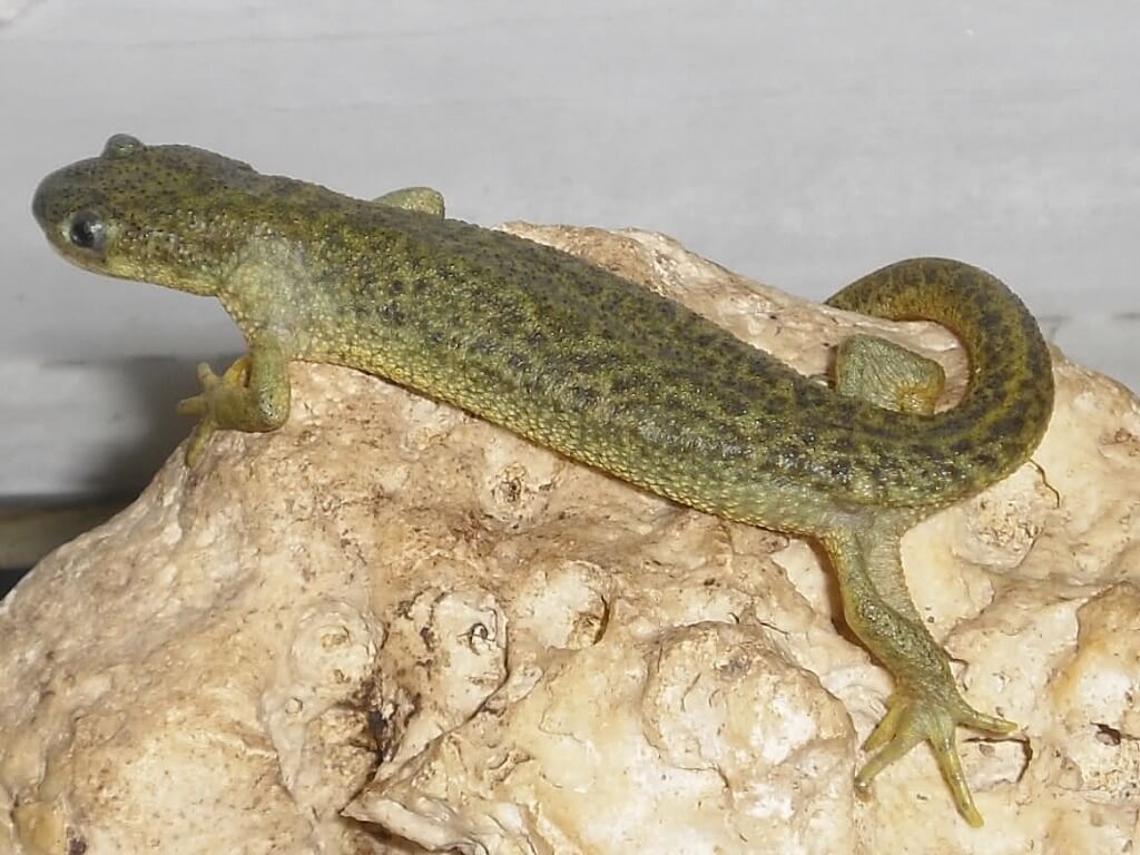 испанский тритон