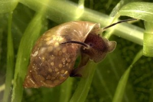 улитка физа