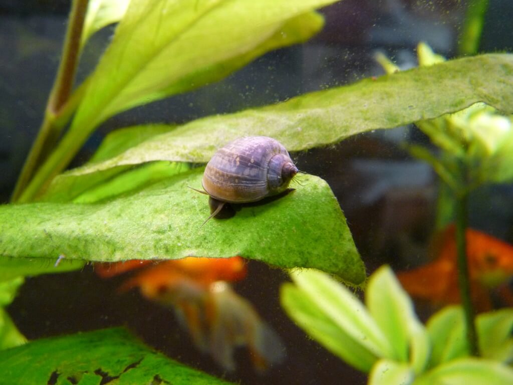 физа мармората