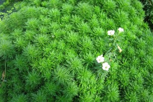 Лимнофила ароматика