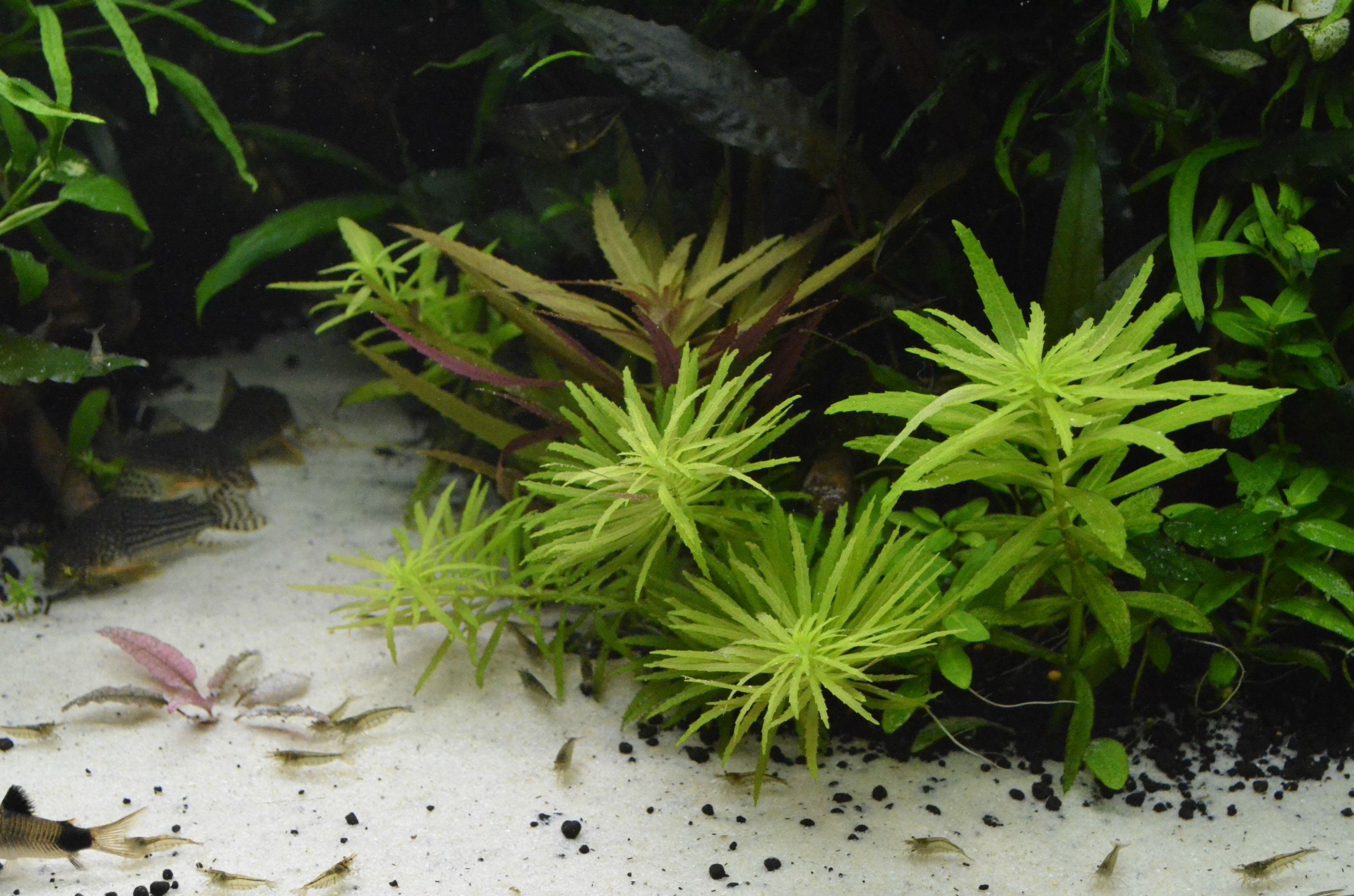 Лимнофила ароматика