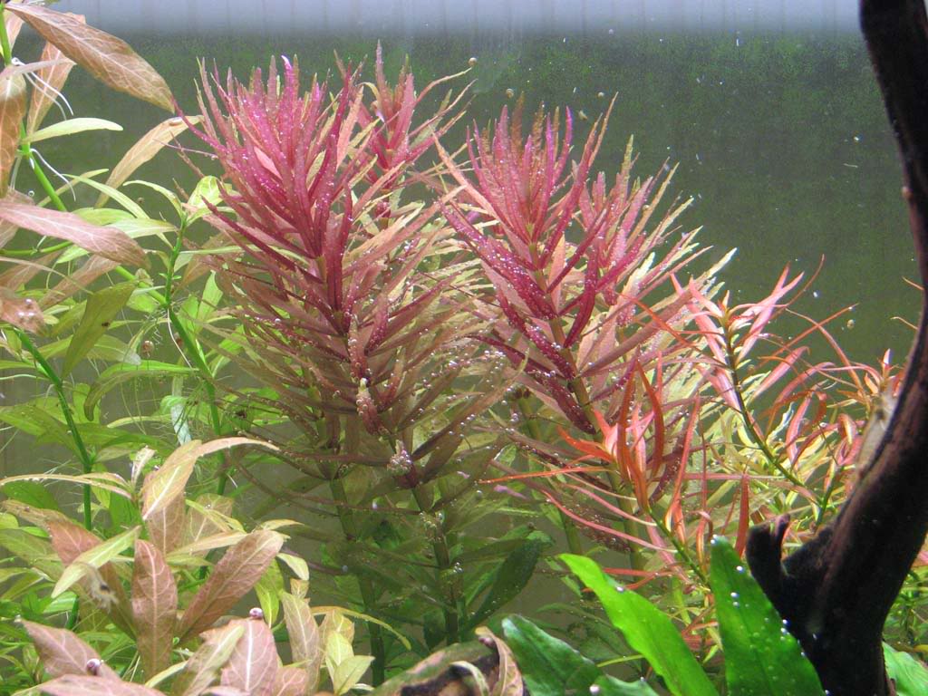 Лимнофила ароматика