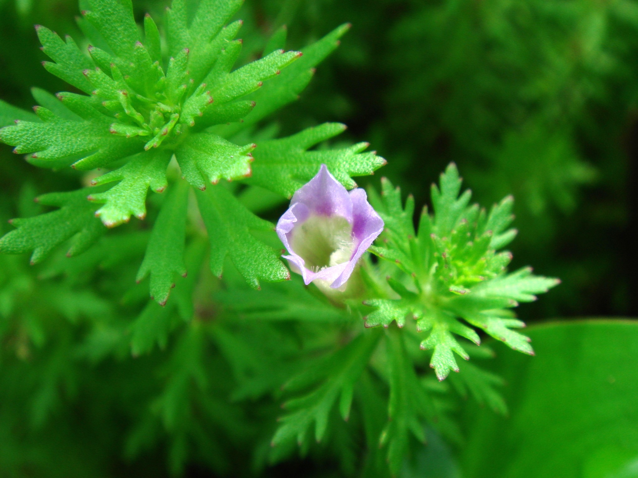 Лимнофила сидячецветковая