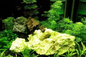 Сагиттария и ее виды