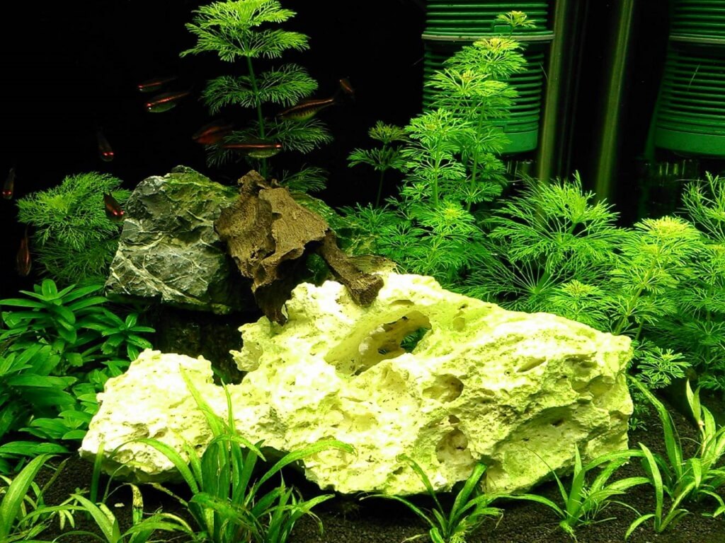 Сагиттария и ее виды