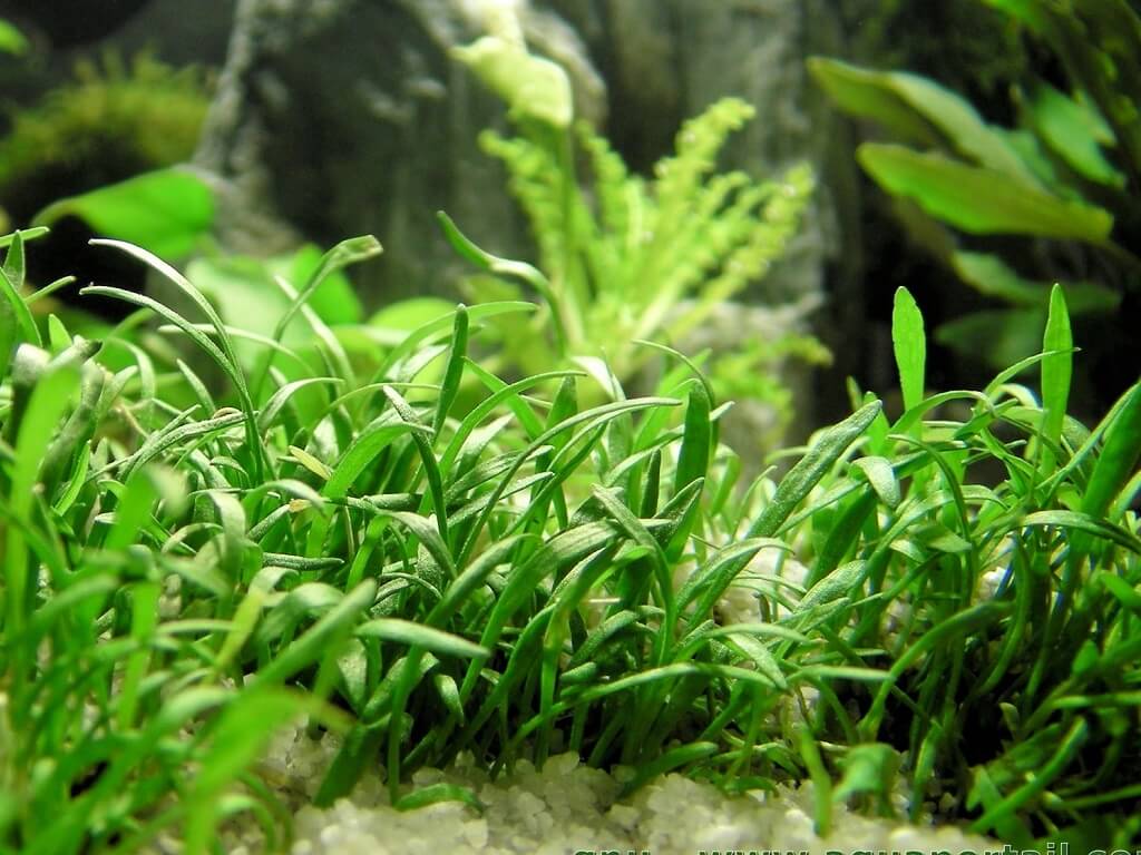 сагиттария карликовая