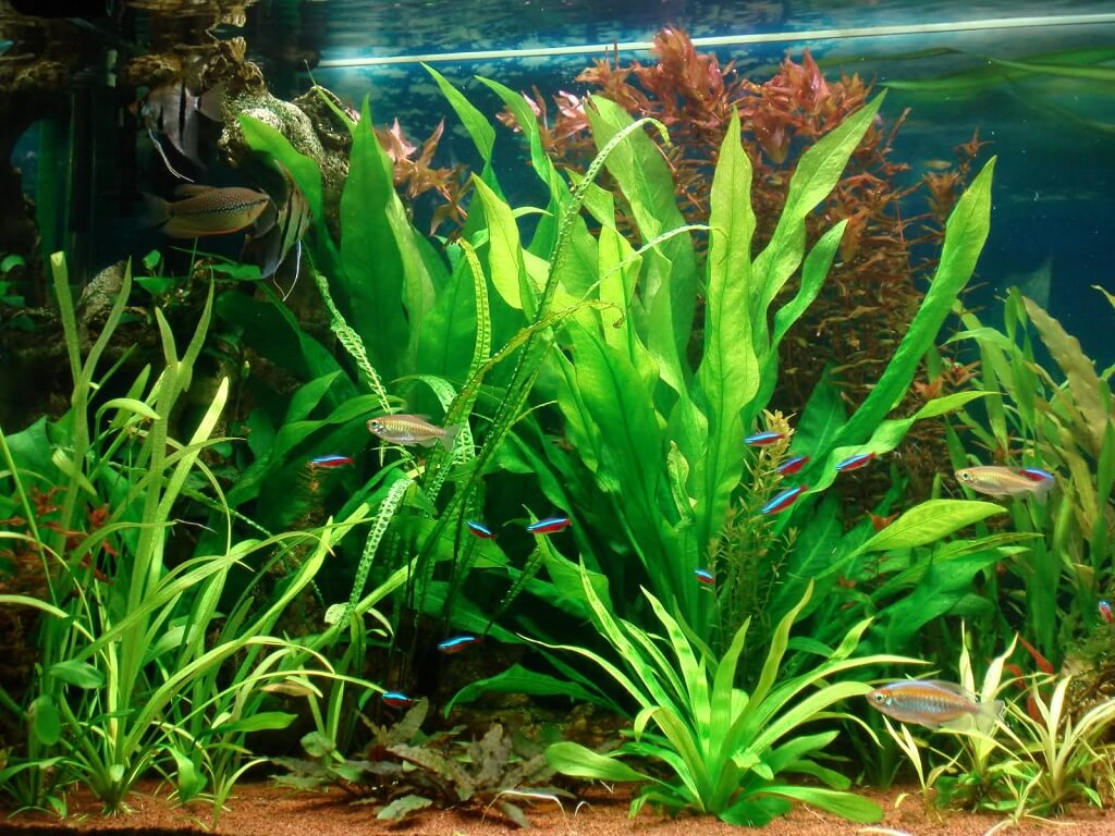 сагиттария шиловидная