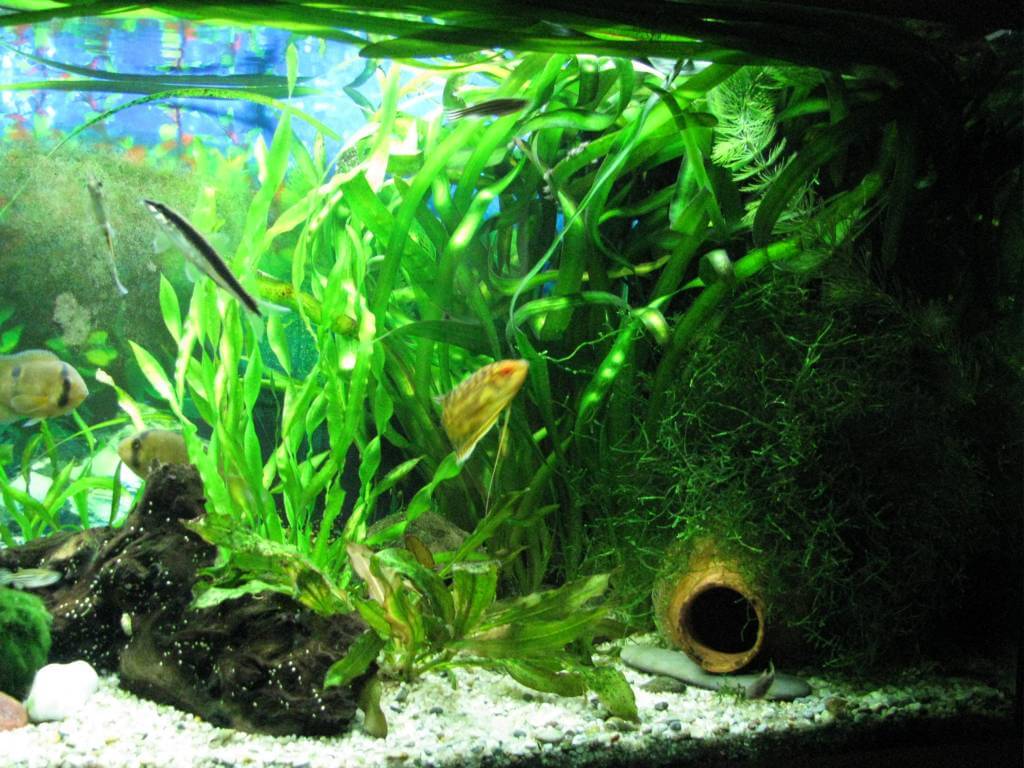 сагиттария раскидистая