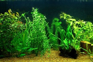 Травник аквариум для растений