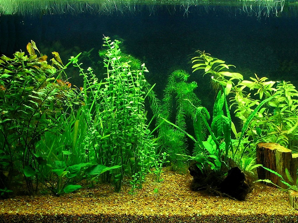 Травник аквариум для растений