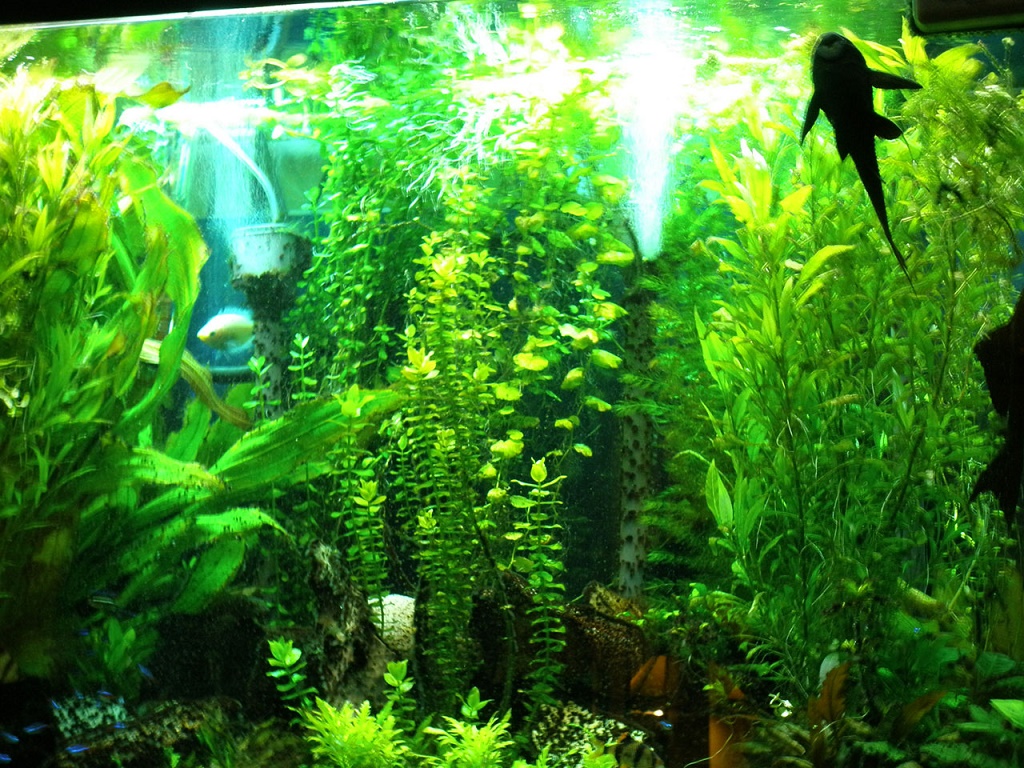 Травник аквариум для растений