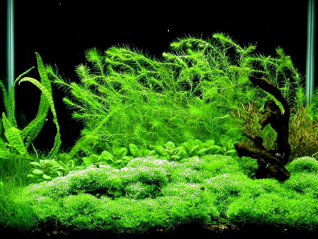 голландский аквариум