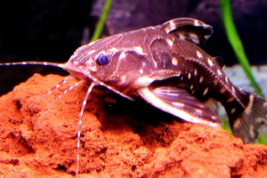 Сом агамикс звездчатый