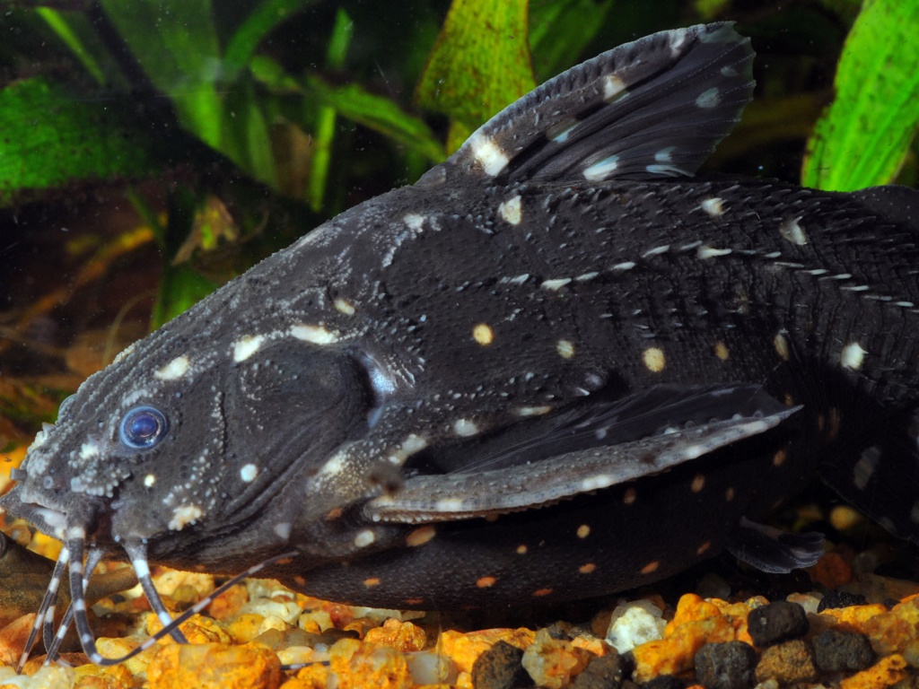 Сом агамикс звездчатый