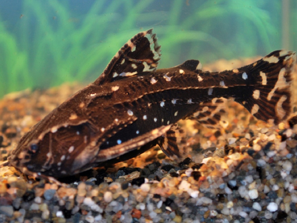 Сом агамикс звездчатый