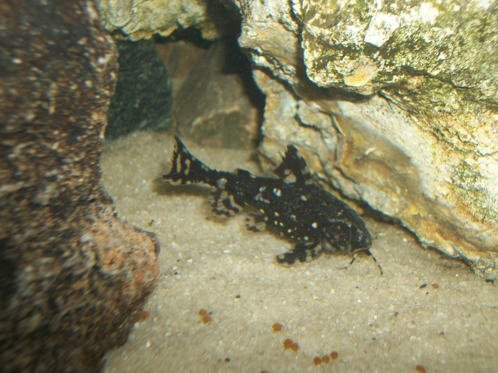 Сом агамикс белопятнистый