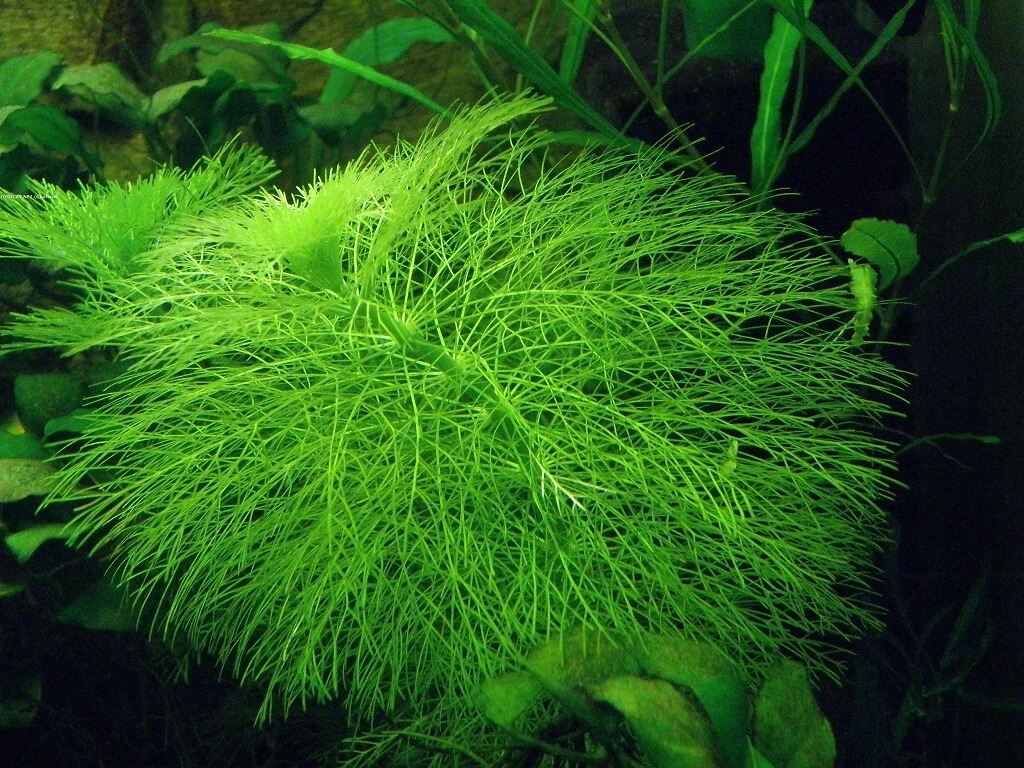 амбулия аквариумное растение