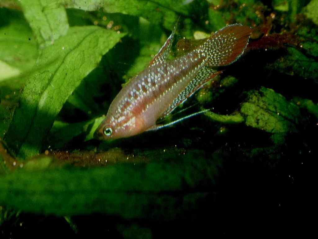гурами ворчащий