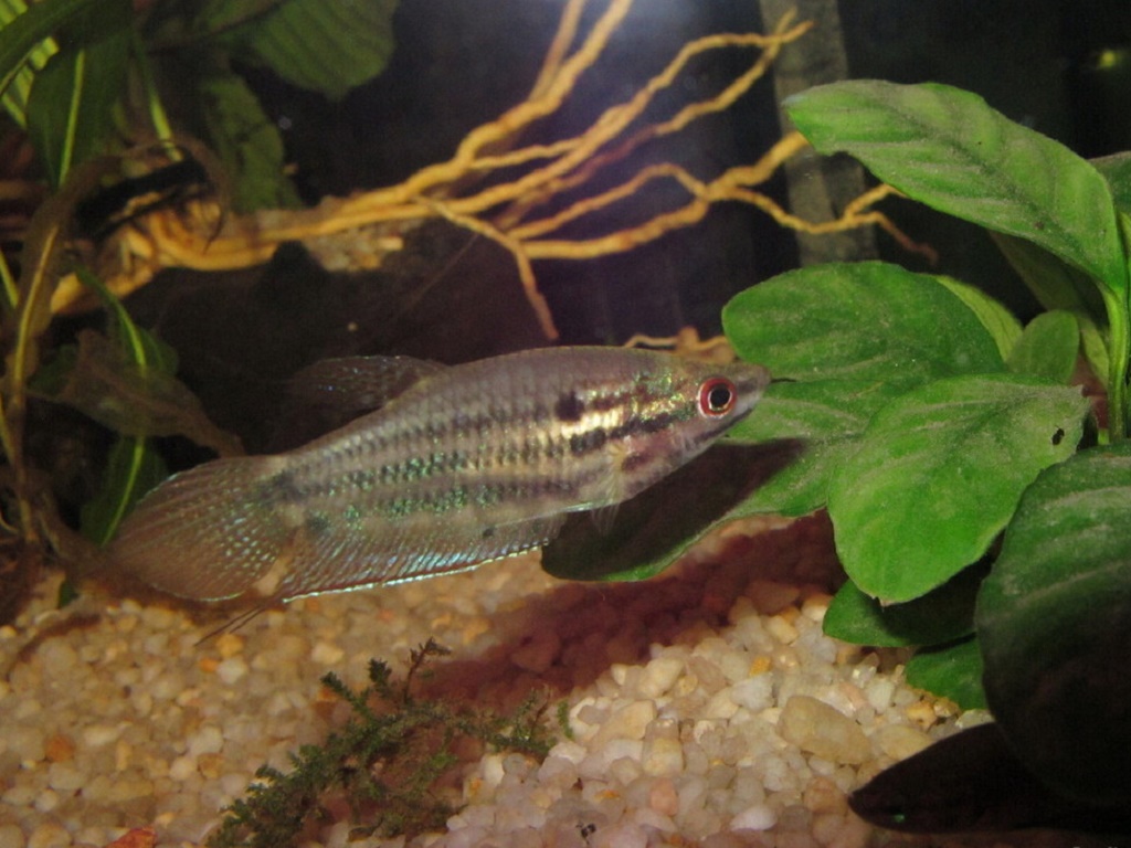 гурами ворчащий