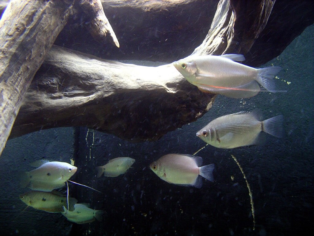 лунный гурами