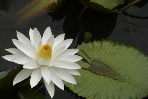 нимфея в аквариуме