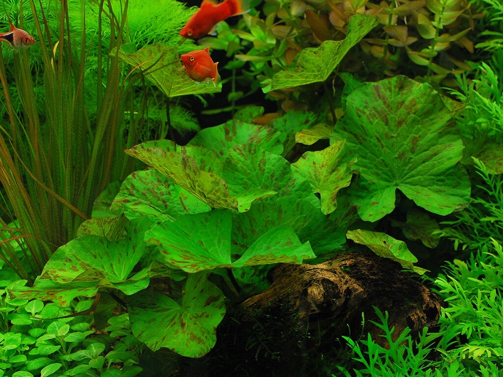 нимфея в аквариуме