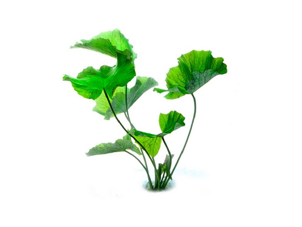 нимфея в аквариуме