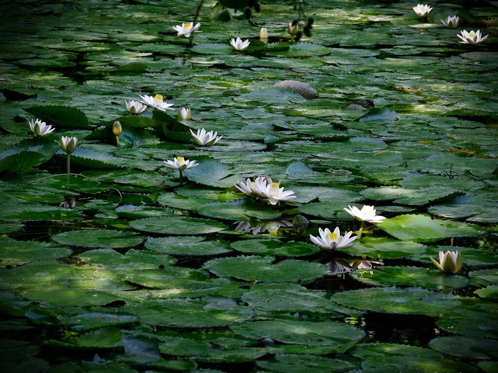 нимфея в аквариуме