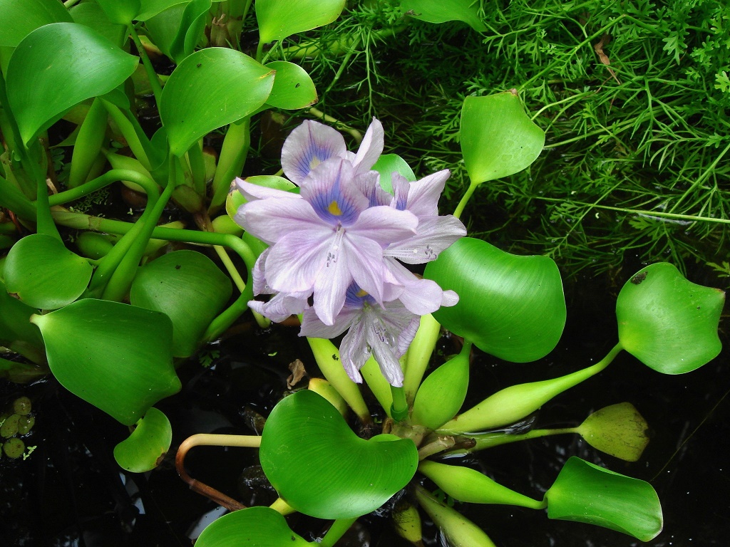 Водный гиацинт посадка и уход