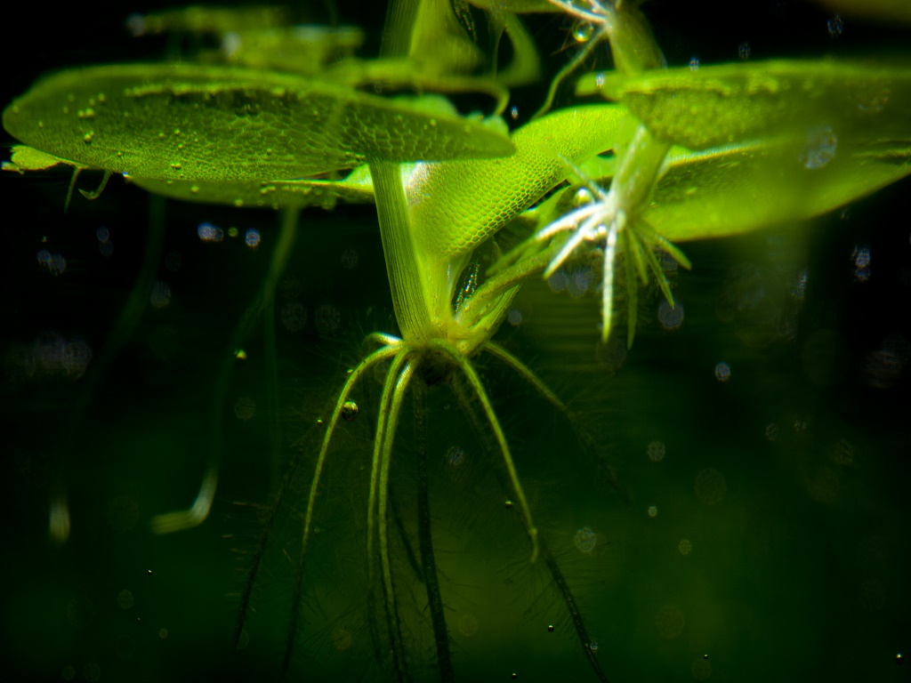 эйхорния прекрасная