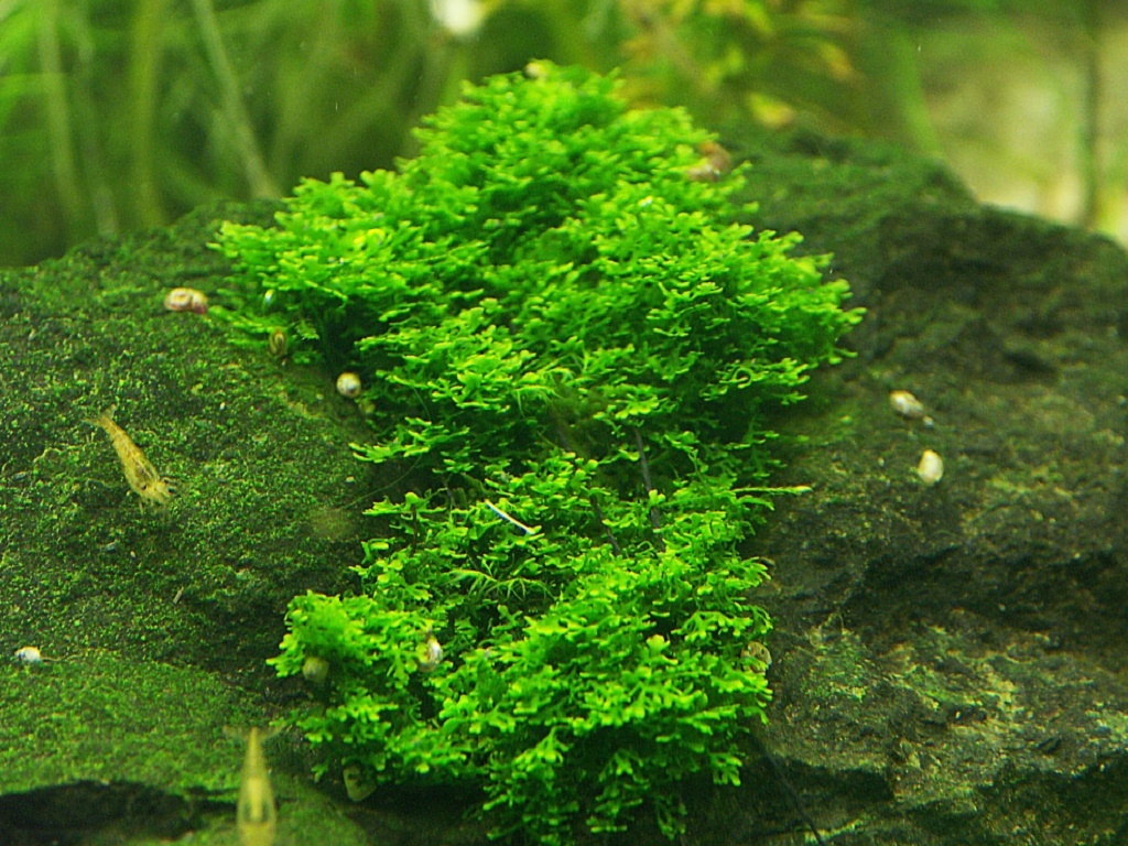 Мох риккардия 