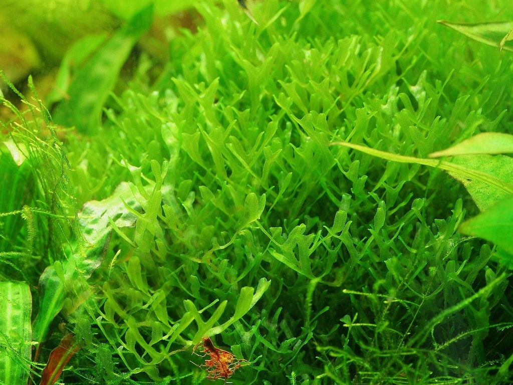 Моноселениум