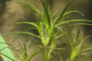 Наяс аквариумное растение