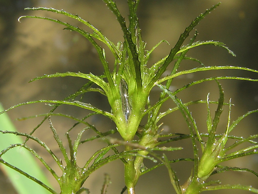 Наяс аквариумное растение