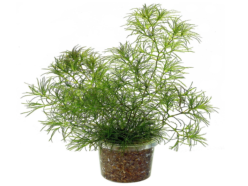 Наяс аквариумное растение