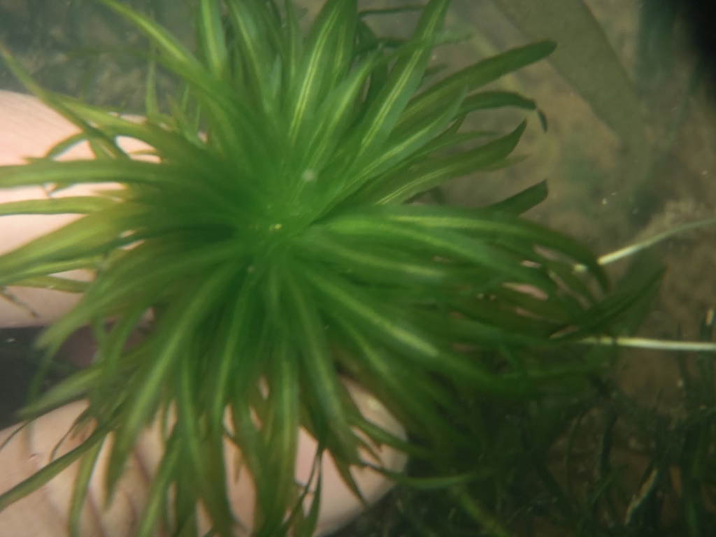 Наяс аквариумное растение