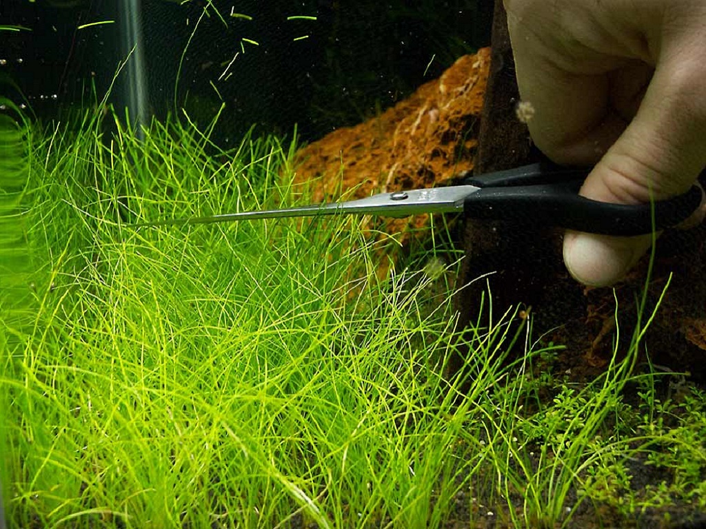 Элеохарис парвула аквариумное растение