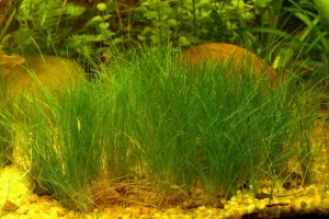 Элеохарис парвула аквариумное растение