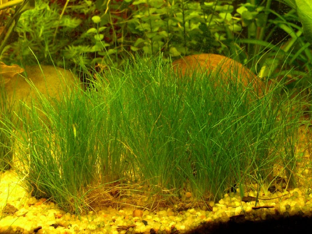 Элеохарис парвула аквариумное растение