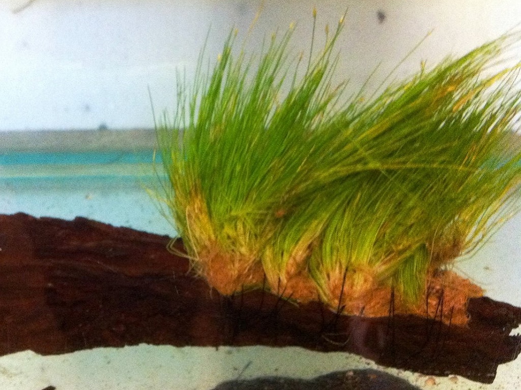 ситняг крошечный 