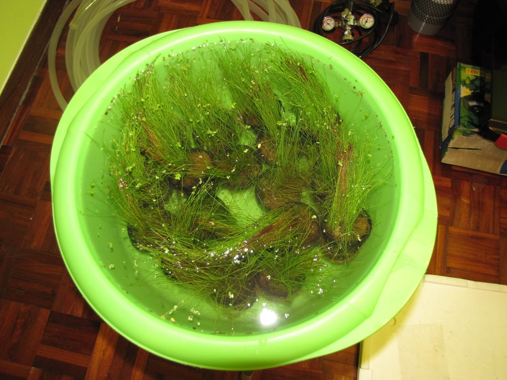 Элеохарис парвула аквариумное растение