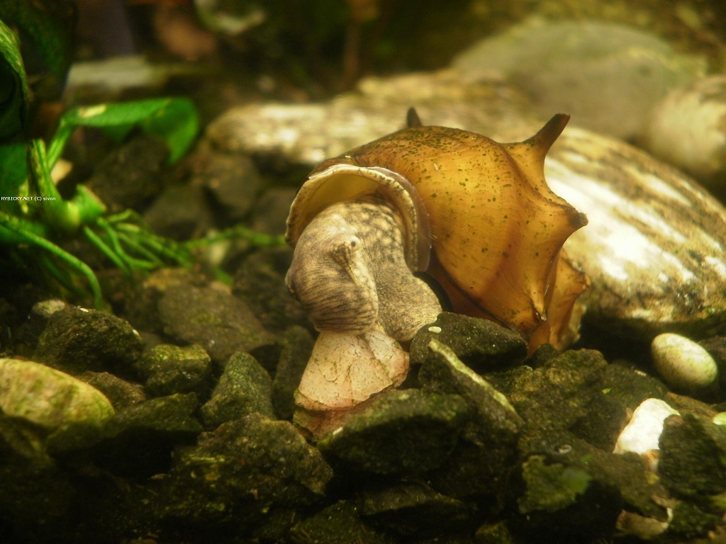 аквариумная улитка пагода