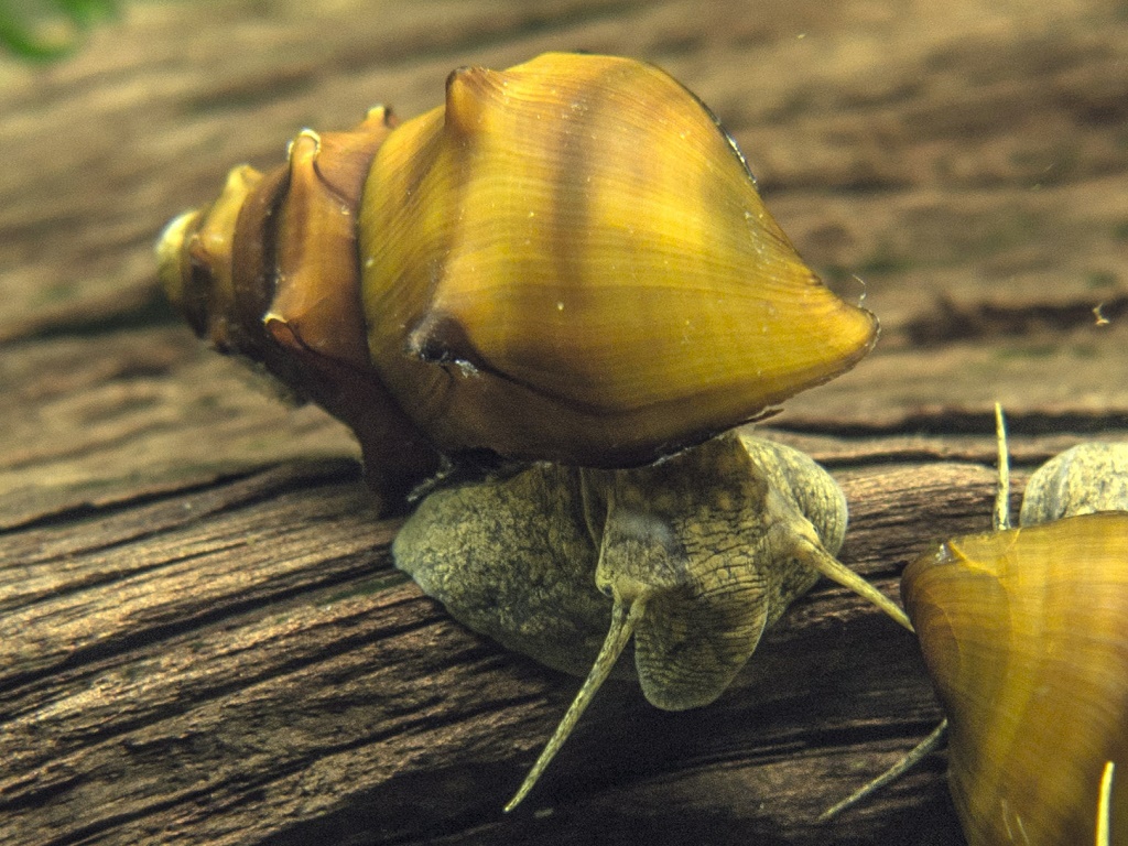 Бротия пагодула