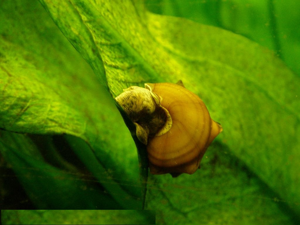 улитка пагода