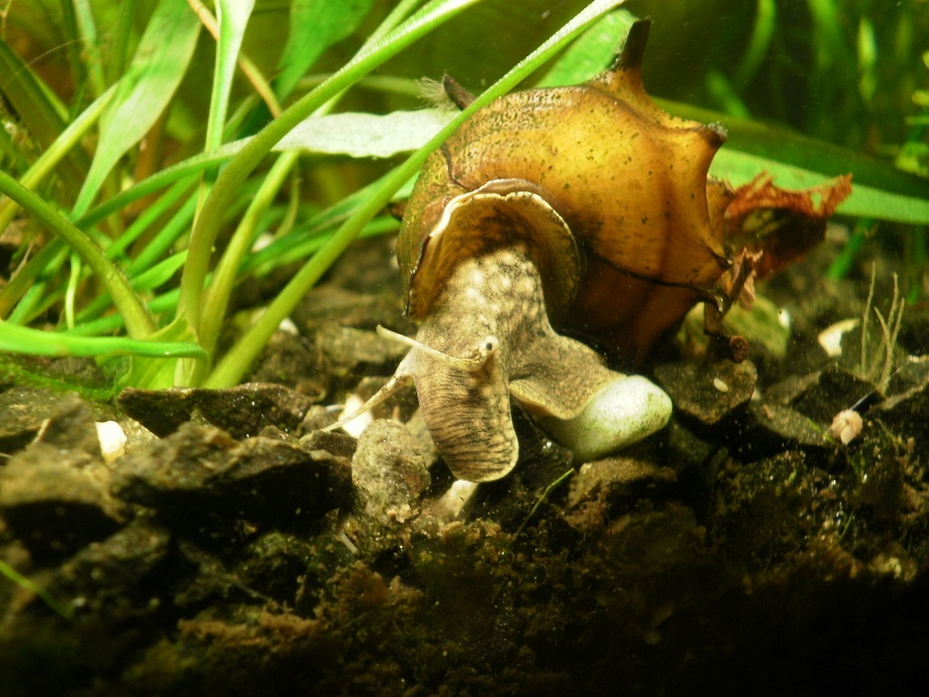 аквариумная улитка пагода