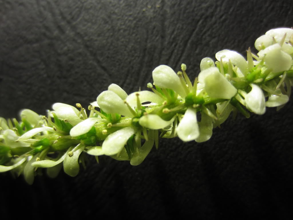 Апоногетон живородящий