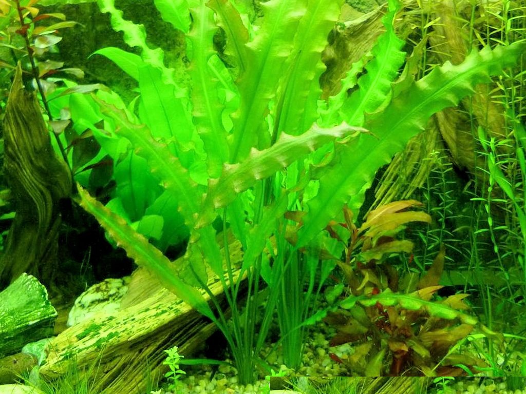 Апоногетон живородящий