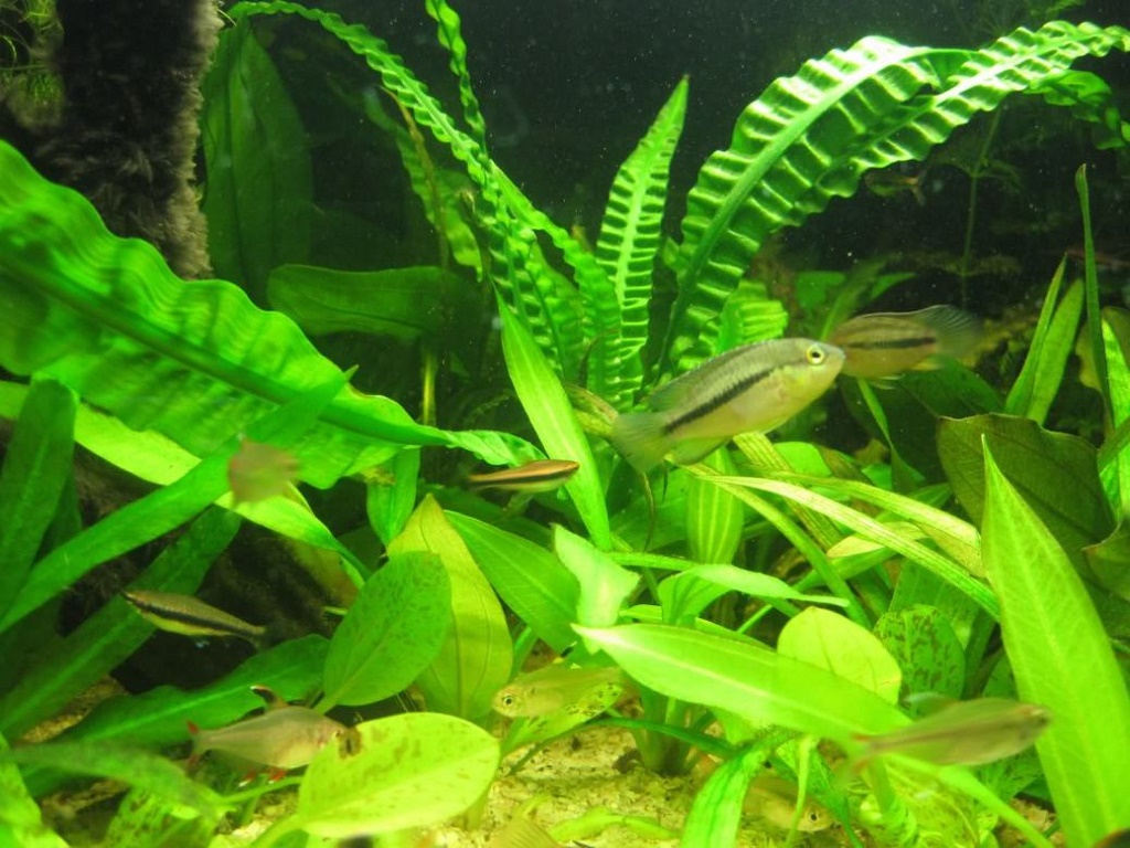 Жестколистный апоногетон