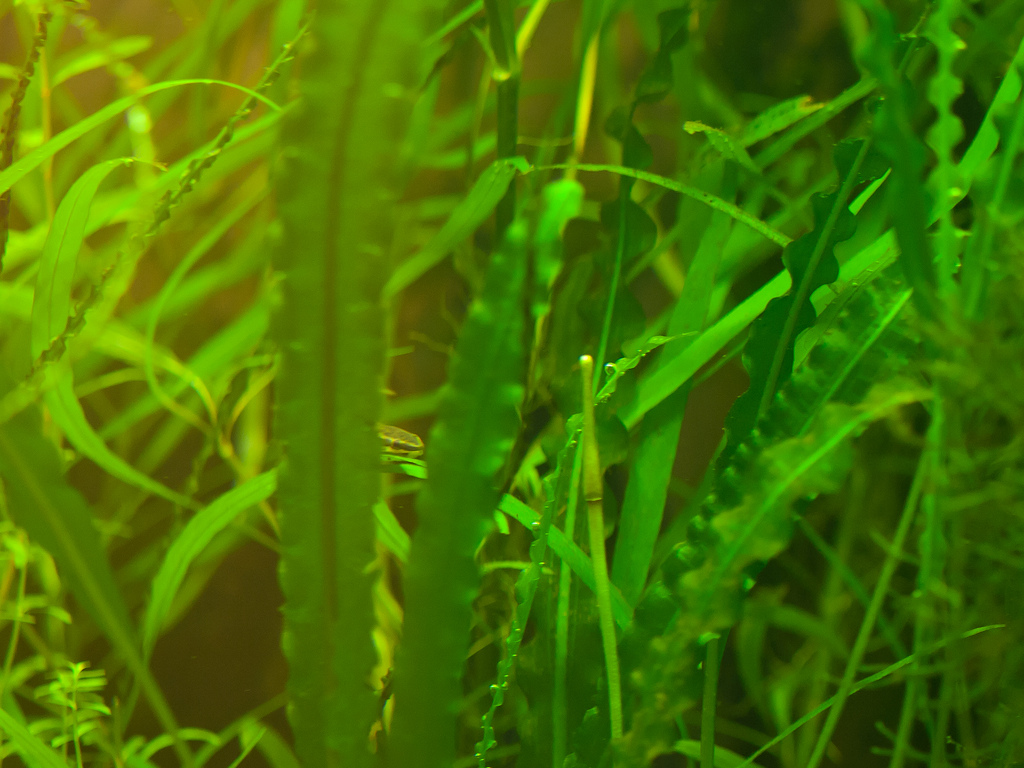 Апоногетон курчавый