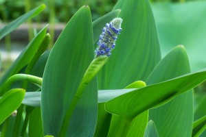 Понтедерия как содержать в аквариуме